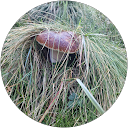 FantTom “FanTom” profile picture